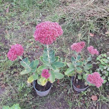Sedum vaste plant, Enlèvement, Automne, Plante fixe