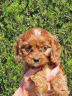 Chiots Cavapoo, 15 semaines à 1 an, Étranger, Chien (mâle), Petit