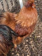 Rood zijdehoen haantje, Dieren en Toebehoren, Mannelijk, Kip