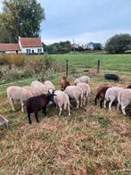 Lammeren te koop dorper x easy care