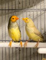 Koppel binzen astrilde oranjekop, Animaux & Accessoires, Oiseaux | Oiseaux Autre