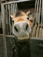 Verzorgster gezocht, Dieren en Toebehoren, Ophalen of Verzenden