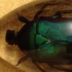 médaillon collier scarabée, Blauw, Ophalen of Verzenden, Zo goed als nieuw, Verstelbaar