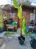 pied de bananier musa, Plein soleil, Été, Enlèvement, Plantes fruitières