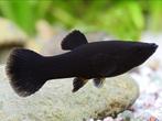 Black molly, Dieren en Toebehoren, Vis, Zoetwatervis, Schoolvis
