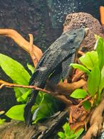Grote pleco van 25cm, Vis, Zoetwatervis