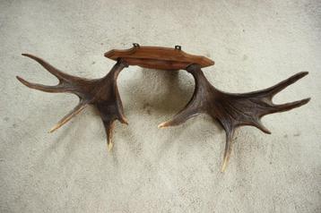 Taxidermie eland gewei beschikbaar voor biedingen