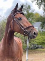 Mooie merrie van Tornesh, Dieren en Toebehoren, Paarden, Merrie, Springpaard, Gechipt, L