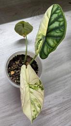 Alocasia dragon scale variegated, Enlèvement