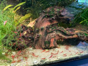 Vuurgarnalen, Dieren en Toebehoren, Kreeft, Krab of Garnaal, Zoetwatervis