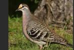 bronsvleugel duiver = gevraagd, Dieren en Toebehoren, Mannelijk, Overige soorten