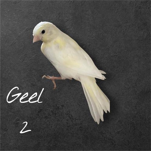 Kanarie jongen 2025, Dieren en Toebehoren, Vermiste en Gevonden Dieren