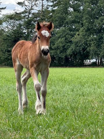 Mooie tinker merrie veulen, Poney de récréation, Vermifugé, Poney D (1.37 m à 1.48m), Ne s'applique pas