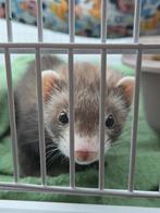 Tam Fretje man (micro fret), Dieren en Toebehoren, Knaagdieren, Fret, Juni, Mannelijk, Tam
