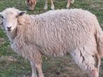Wit schaap, Vrouwelijk, Schaap, 0 tot 2 jaar