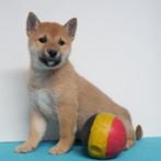 Shiba Inu - Belgische puppy's te koop, CDV (hondenziekte), Meerdere, 8 tot 15 weken, Meerdere dieren