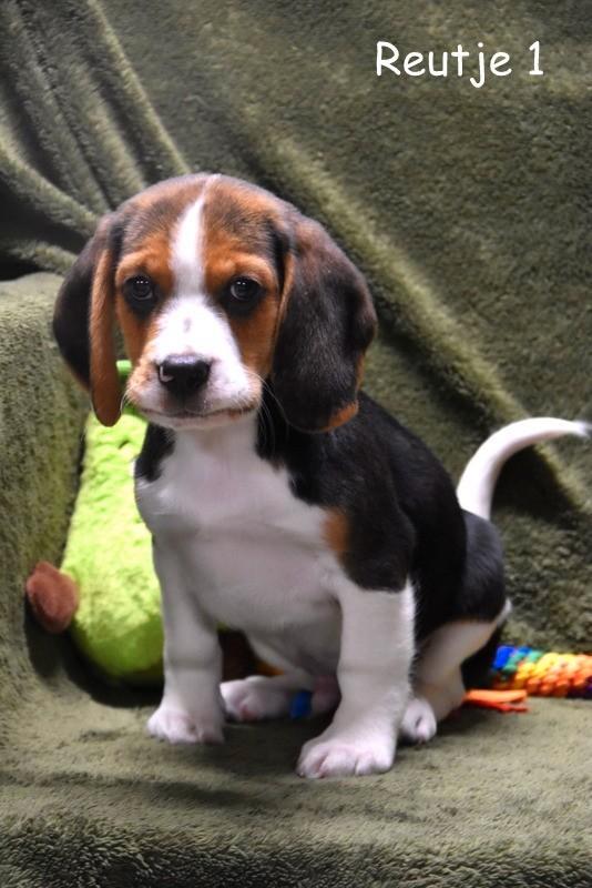 Heel mooie Beagle pupjes, Dieren en Toebehoren, Honden | Beagles, Bassets en Lopende honden, Meerdere dieren, Beagle, Fokker | Professioneel