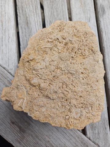 Gesteente uit Neufchateau met fossiele Crinoidea - Crinoïdes beschikbaar voor biedingen