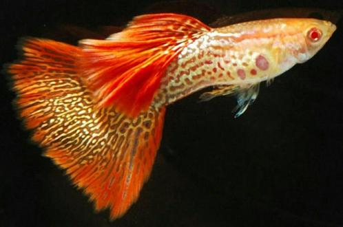 zuivere speciale guppen, Dieren en Toebehoren, Vissen | Aquariumvissen