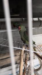 Alexander parkieten koppel, Dieren en Toebehoren