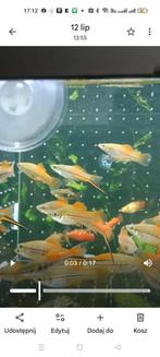 Groene Zwaarddragers, Dieren en Toebehoren, Vissen | Aquariumvissen, Vis, Zoetwatervis