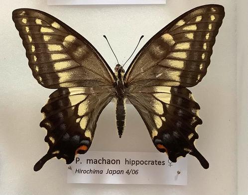 P. machaon hippocrates DONKERE VARIANT, Dieren en Toebehoren, Insecten en Spinnen