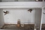 Lizard kanaries, Dieren en Toebehoren, Geslacht onbekend, Kleurkanarie
