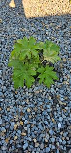 Tetrapanax rijstpapierplant, Tuin en Terras, Ophalen