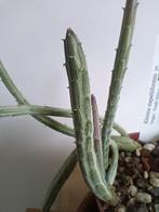 Senecio stapeliiformis - Zuid Afrika, Vetplant, Ophalen of Verzenden, Minder dan 100 cm, Bloeiende kamerplant