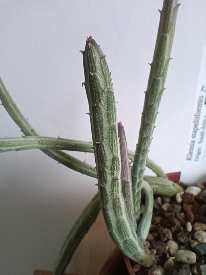 Senecio stapeliiformis - Zuid Afrika, Huis en Inrichting, Kamerplanten, Vetplant, Minder dan 100 cm, Bloeiende kamerplant, Volle zon