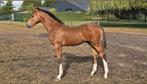 Hengstveulen Asca Z X Sijbrand, Dieren en Toebehoren, Paarden, Springpaard, Gechipt, Niet van toepassing, 0 tot 2 jaar