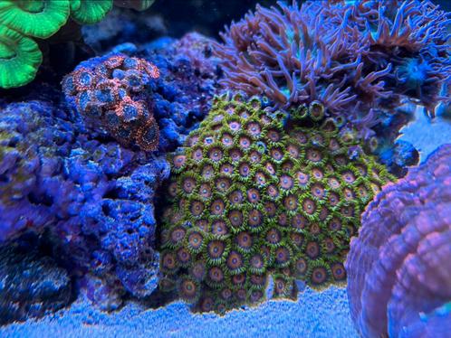 Découpes de corail Zoa SPS, Animaux & Accessoires, Poissons | Poissons d'aquarium