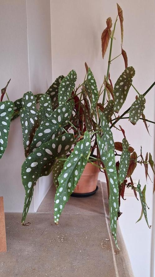 Stekjes Forelbegonia, Huis en Inrichting, Kamerplanten, Ophalen of Verzenden