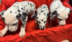 Dalmatier pups, Dieren en Toebehoren, België, Fokker | Hobbymatig, Dalmatiër, CDV (hondenziekte)