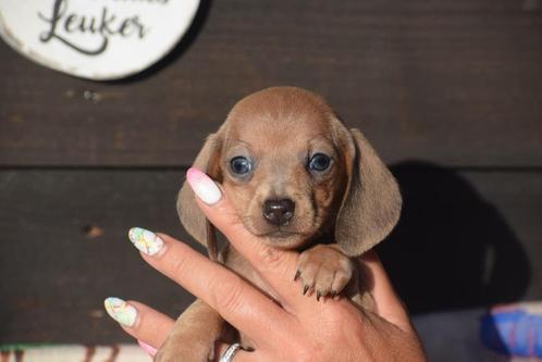 Beaux chiots teckel à choisir dans un nid, Animaux & Accessoires, Chiens | Teckels & Bassets, Poils courts, Éleveur | Professionnel