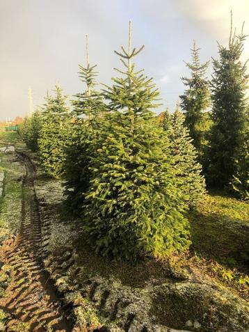 Kerstbomen nordmann, picea abies en picea omorika uit eigen  beschikbaar voor biedingen