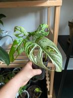 Monstera Adansonii Variegata #2, Ophalen of Verzenden