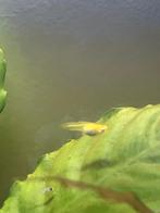 Guppies, Dieren en Toebehoren, Vis, Zoetwatervis
