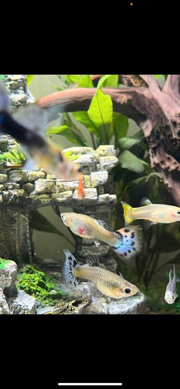 Guppy Guppies Guppen baby’s te koop, Dieren en Toebehoren, Vissen | Aquariumvissen