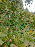 Mispel fruit Boom 50 cm lengte ongeveer, Ophalen, Tweejarig, Halfschaduw, Fruitplanten
