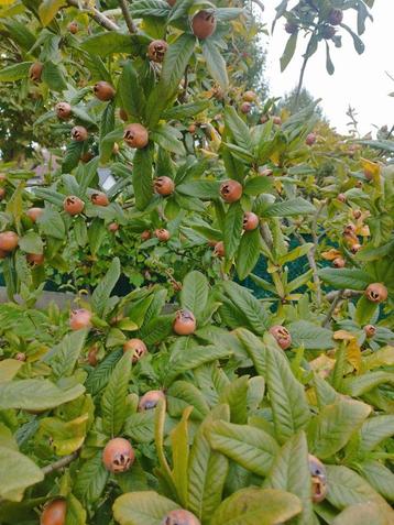 Mispel fruit Boom 50 cm lengte ongeveer beschikbaar voor biedingen