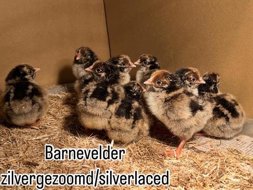 Kuikens: Orpington, Barnevelder, Dieren en Toebehoren, Pluimvee, Kip, Geslacht onbekend