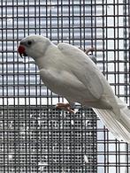 Halsbandparkiet, Dieren en Toebehoren