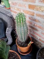 mooie cactus, Ophalen, Cactus