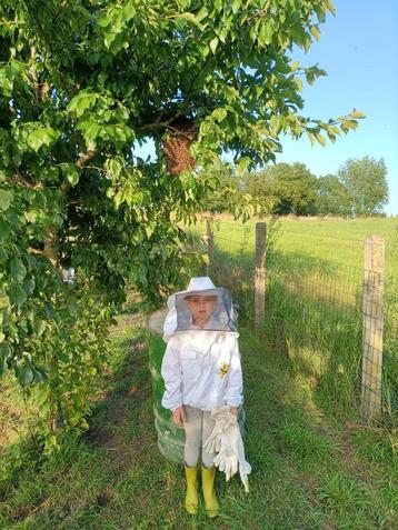 Enlèvement essaim abeilles, Enlèvement