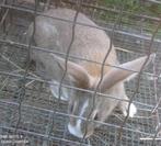 Lapins hybrides, Dieren en Toebehoren, Konijnen, Meerdere dieren, Groot, 0 tot 2 jaar