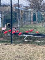 Ibissen mei , 2025, Dieren en Toebehoren, Pluimvee