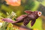 algenteter (antennemeerval ), Dieren en Toebehoren, Vissen | Aquariumvissen, Vis, Zoetwatervis