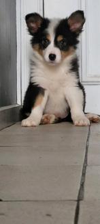 Border Collie pups groeien op in huiselijke kring en poesjes, 8 à 15 semaines, Colley, Plusieurs, Éleveur | Loisir
