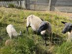 Oude bleu du maine ooi met ramlammetje van 4 weken oud, Dieren en Toebehoren, Schapen, Geiten en Varkens, Vrouwelijk, Schaap, 6 jaar of ouder